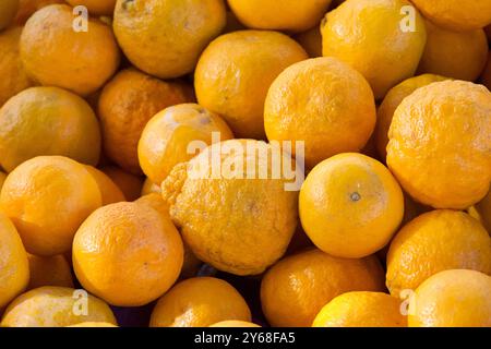 Super süße Sumo Mandarin Orangen, eine Kreuzung zwischen einer satsuma- und Mandarin-Pomelo-Sorte. Die saftigen, ultra-süßen Orangen wurden in Japan entwickelt Stockfoto