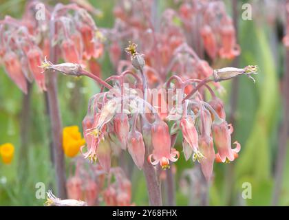 Close up on Cotyledon orbiculata, bekannt als Schweineohr oder runde Nabelkraut, ein südafrikanischer Sukkulent Stockfoto