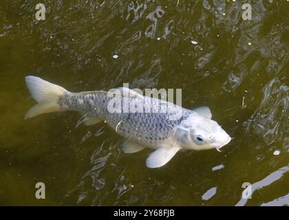 Über dem Blick auf einen weißen und grauen Koi-Fisch, der in einem Teich schwimmt. Stockfoto