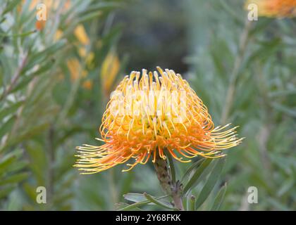 Nahaufnahme von Leucospermum cordifolium, einer Zierkissenblüte, die zu blühen beginnt. Stockfoto