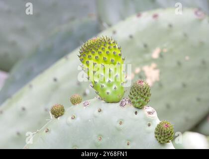 Nahaufnahme eines Kaktuskaktus, der neue Pflanzenpolster wächst, bedeckt mit Ameisen. Stockfoto