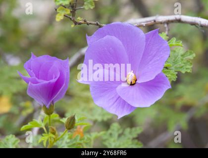 Alyogyne huegelii, eine blühende Pflanze in der südwestlichen botanischen Provinz von Western Australia. Gemeinhin hibiscus lila und hibiscus blau. Stockfoto