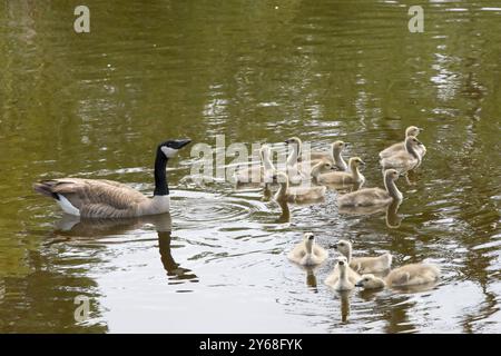 Erwachsene Kanadänse mit Gänsen schwimmen an einem sonnigen Frühlingstag in einem Teich in einem öffentlichen Stadtpark. Trinken des Wassers. Stockfoto