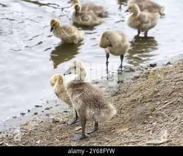 Nahaufnahme eines feuchten Kanadas Gänsefischers, der am Ufer eines örtlichen Stadtparkanteiches steht, Geschwister im Hintergrund. Lernen, sich zu putzen. Stockfoto