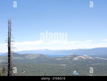 Blick auf South Lake Tahoe aus 7400 Fuß in den Bergen darüber. Blauer Himmel mit wackeligen Wolken, die durch ihn wehen. Kiefer dezimiert von vorherigem Wild Stockfoto