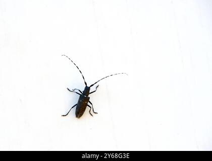 Nahaufnahme eines Monochamus scutellatus, bekannt als weißfleckensäger oder fichtensäger oder fichtensäger, ein gewöhnlicher Holzkäfer. Auf canva Stockfoto