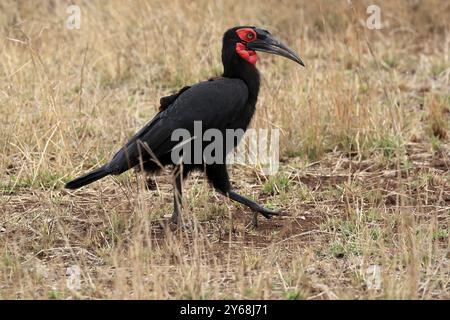 Rothackenhornschnabel, Südlicher Ground-Nashornschnabel, Rothackenhornschnabel, Südlicher Nashornschnabel, Kaffir-Nashornschnabel (Bucorvus leadbeateri), Erwachsene, auf der Suche nach Nahrungsmitteln, Alarm Stockfoto