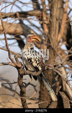 Südlicher Gelbschnabelschnabel, Rotringschnabelschnabel (Tockus leucomelas), Erwachsener, auf Warten, Kruger-Nationalpark, Kruger-Nationalpark, Krüger National Stockfoto