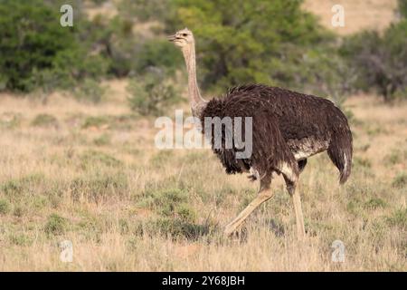 Südafrikanischer Strauß (Struthio camelus australis), gemeiner Strauß, ausgewachsen, weiblich, laufend, Nahrungssuche, Mountain Zebra National Park, Eastern Cape, Sout Stockfoto