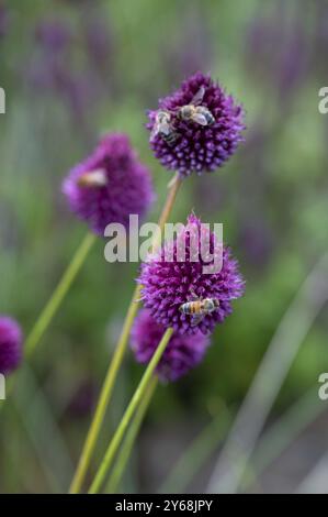 Honigbienen (APIs) auf Rundköpfigem Lauch (Allium sphaerocephalon), Bayern, Deutschland, Europa Stockfoto