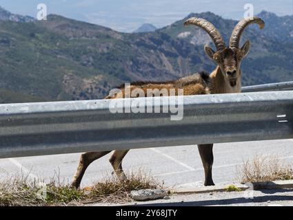 Steinböcke mit prominenten Hörnern, die neben einer Straße in einer bergigen Landschaft stehen, Iberischer Steinbock (Capra pyrenaica), Iberischer Steinbock, Sierra Nevada, Andalusien, Stockfoto