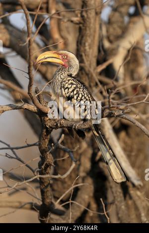 Südlicher Gelbschnabelschnabel, Rotringschnabelschnabel (Tockus leucomelas), Erwachsener, auf Warten, Kruger-Nationalpark, Kruger-Nationalpark, Krüger National Stockfoto