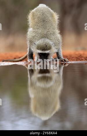 Vervet Monkey (Chlorocebus pygerythrus), Erwachsener, trinkt, am Wasser, Kruger-Nationalpark, Kruger-Nationalpark, Kruger-Nationalpark Südafrika Stockfoto