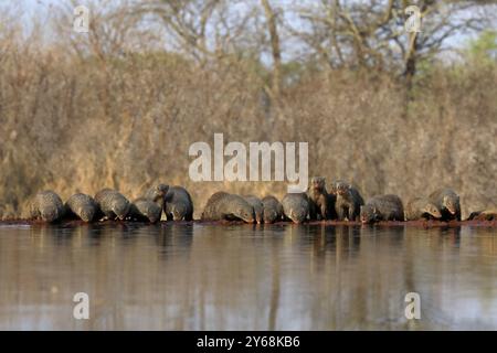 zebramungo (Mungos mungo), Erwachsene, Gruppe, am Wasser, trinken, Kruger-Nationalpark, Kruger-Nationalpark, Kruger-Nationalpark Südafrika Stockfoto