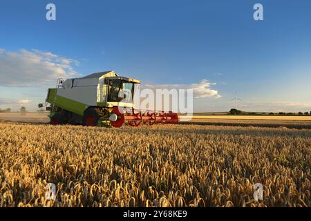 Mähdrescher erntet Weizen (Triticum) im Abendlicht auf einem Maisfeld, Weizenfeld unter blauem Himmel, Saalekreis, Sachsen-Anhalt, Deutschland, E Stockfoto