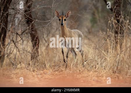 Gekrönter Duiker (Sylvicapra grimmia), Erwachsene, männlich, auf der Suche nach Nahrungsmitteln, Kruger-Nationalpark, Kruger-Nationalpark, Kruger-Nationalpark Südafrika Stockfoto