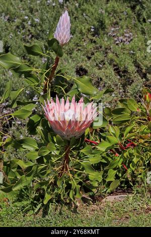 König Protea (Protea cynaroides), Blume, Blüte, Blüte, im Frühling, Botanische Gärten Kirstenbosch, Kapstadt, Südafrika, Afrika Stockfoto