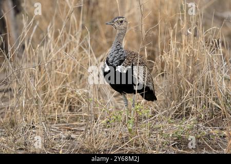 Rottrappe (Lophotis ruficrista), Erwachsene, auf der Suche nach Nahrungsmitteln, Alarm, Krüger-Nationalpark, Kruger-Nationalpark, Kruger-Nationalpark Südafrika Stockfoto