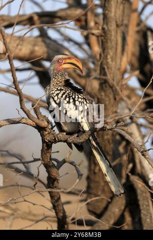 Südlicher Gelbschnabelschnabel, Rotringschnabelschnabel (Tockus leucomelas), Erwachsener, auf Warten, Kruger-Nationalpark, Kruger-Nationalpark, Krüger National Stockfoto