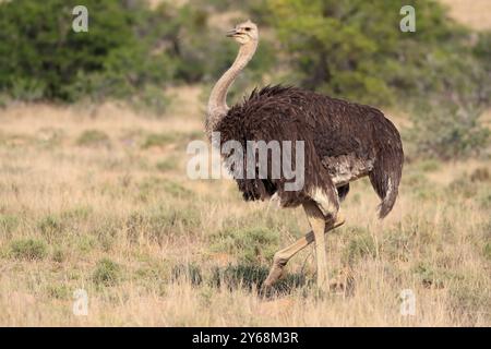 Südafrikanischer Strauß (Struthio camelus australis), gemeiner Strauß, ausgewachsen, weiblich, laufend, Nahrungssuche, Mountain Zebra National Park, Eastern Cape, Sout Stockfoto