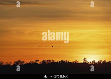 Eine Schar gemeiner Kraniche (Grus grus), die bei Sonnenuntergang in Silhouette über den Wald fliegen Stockfoto