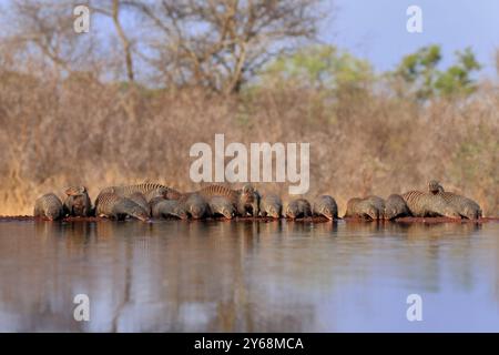 zebramungo (Mungos mungo), Erwachsene, Gruppe, am Wasser, trinken, Kruger-Nationalpark, Kruger-Nationalpark, Kruger-Nationalpark Südafrika Stockfoto