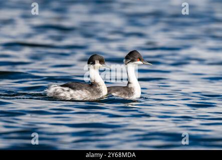 Ein Paar stark gefährdete Junin Grebes (Podiceps taczanowskii), die im Junin Lake schwimmen. Peru, Südamerika. Stockfoto