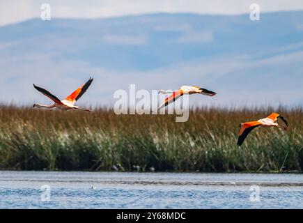 Eine Schar rosa chilenischer Flamingos (Phoenicopterus chilensis), die über den Junin Lake fliegen. Peru, Südamerika. Stockfoto