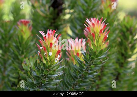 Protea Mimetes cucullatus (Mimetes cucullatus), Blume, Blüte, Silberbaumpflanze, Botanischer Garten Kirstenbosch, Kapstadt, Südafrika, Afrika Stockfoto