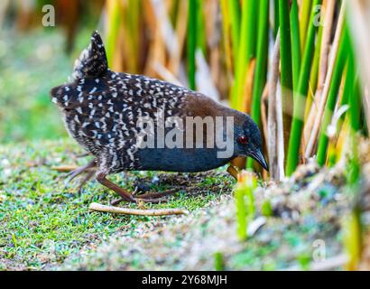 Ein Black Rail oder Junin Rail (Laterallus jamaicensis tuerosi), das Schilffeld auf der Suche ist. Peru, Südamerika. Stockfoto