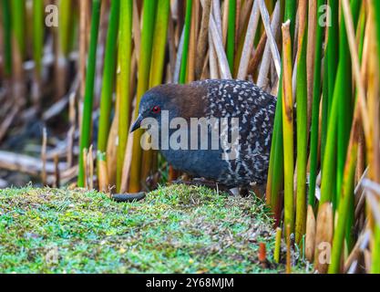 Ein Black Rail oder Junin Rail (Laterallus jamaicensis tuerosi), das Schilffeld auf der Suche ist. Peru, Südamerika. Stockfoto