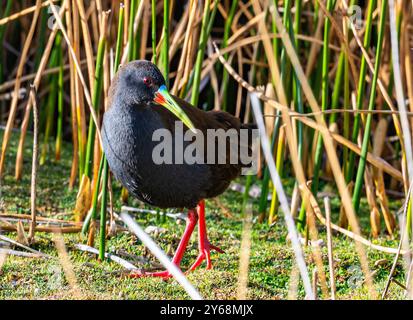 Eine Plumbeous Rail (Pardirallus sanguinolentus), die auf einem Schilffeld läuft. Peru, Südamerika. Stockfoto