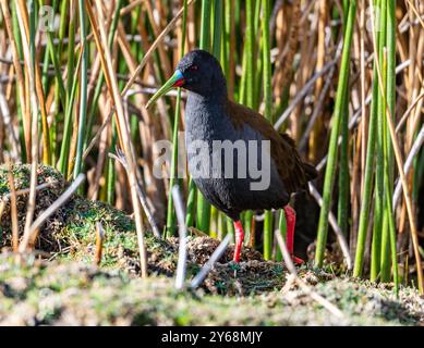 Eine Plumbeous Rail (Pardirallus sanguinolentus), die auf einem Schilffeld läuft. Peru, Südamerika. Stockfoto