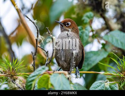 Eine Augenringung (Asthenes palpebralis), die auf einem Ast im Wald thront. Peru, Südamerika. Stockfoto