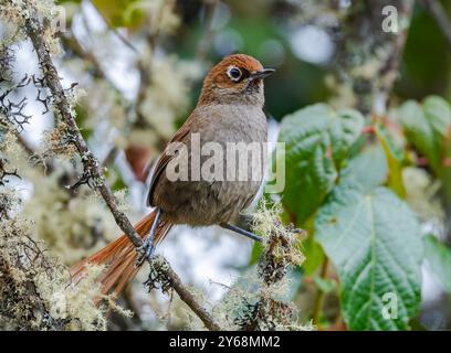 Eine Augenringung (Asthenes palpebralis), die auf einem Ast im Wald thront. Peru, Südamerika. Stockfoto