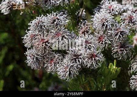 Serruria fucifolia (Serruria fucifolia), Blumen, Blüten, Büsche, Fynbos, Botanische Gärten Kirstenbosch, Kapstadt, Südafrika, Afrika Stockfoto