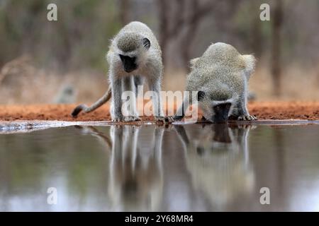 Vervet Affe (Chlorocebus pygerythrus), erwachsen, zwei Tiere, trinken, am Wasser, Kruger-Nationalpark, Kruger-Nationalpark, Kruger-Nationalpark Stockfoto
