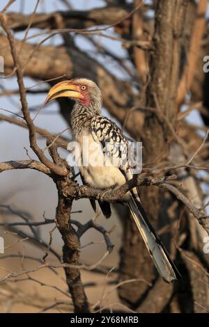 Südlicher Gelbschnabelschnabel, Rotringschnabelschnabel (Tockus leucomelas), Erwachsener, auf Warten, Kruger-Nationalpark, Kruger-Nationalpark, Krüger National Stockfoto