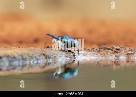 Weißbauchsonnenvogel (Cinnyris talatala), Erwachsene, männlich, am Wasser, trinken, Kruger-Nationalpark, Kruger-Nationalpark, Kruger-Nationalpark Süd Stockfoto