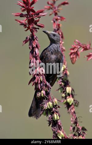 Rotflügelstern (Onychognathus morio), Erwachsene, weiblich, auf Nahrungssuche, auf Honigbusch (Melianthus Major), Kirstenbosch Botanic Gardens, Kapstadt, South AF Stockfoto