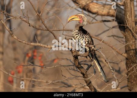 Südlicher Gelbschnabelschnabel, Rotringschnabelschnabel (Tockus leucomelas), Erwachsener, auf Warten, Kruger-Nationalpark, Kruger-Nationalpark, Krüger National Stockfoto