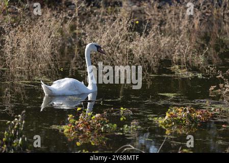 Schwan schwimmt auf einer überfluteten Wiese an der Elbe, Magdeburg, Sachsen-Anhalt, Deutschland, Europa Stockfoto