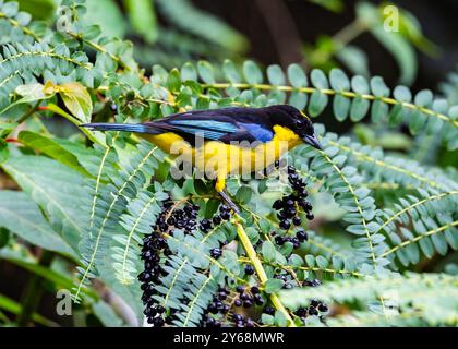 Ein bunter blaugeflügelter Berggasthännchen (Anisognathus somptuosus), der sich von Beeren ernährt. Peru, Südamerika. Stockfoto