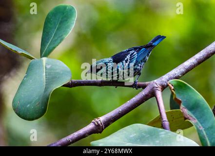 Ein Beryl-spangled Tanager (Tangara nigroviridis), der im Wald auf der Suche ist. Peru, Südamerika. Stockfoto