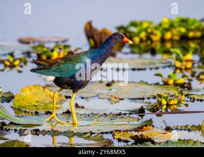 Eine Purple Gallinule (Porphyrio martinica), die auf Lilienpads in einem See läuft. Peru, Südamerika. Stockfoto