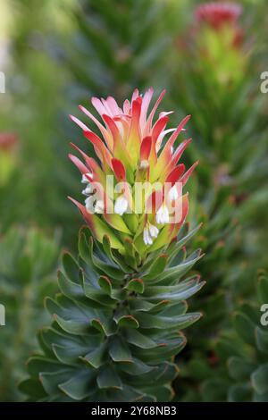 Protea Mimetes cucullatus (Mimetes cucullatus), Blume, Blüte, Silberbaumpflanze, Botanischer Garten Kirstenbosch, Kapstadt, Südafrika, Afrika Stockfoto