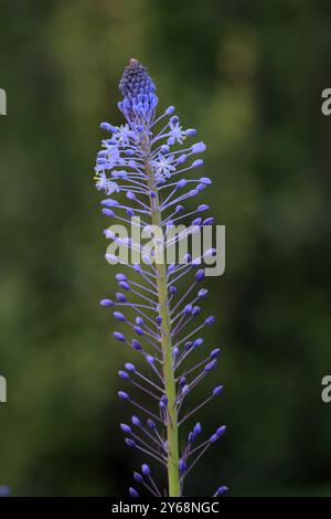 Merwilla (Merwilla), Spargelpflanze (Spargel), blühend, Blüte, im Frühjahr, Botanische Gärten Kirstenbosch, Kapstadt, Südafrika, Afrika Stockfoto