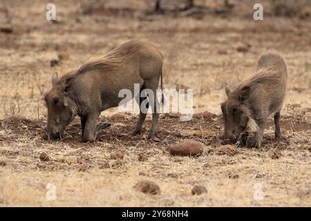 Warzenschwein (Phacochoerus africanus), unteradulte, zwei Warzenschweine, Fütterung, Nahrungssuche, Alert, Kruger-Nationalpark, Kruger-Nationalpark, Kruger-Nationalpark S Stockfoto