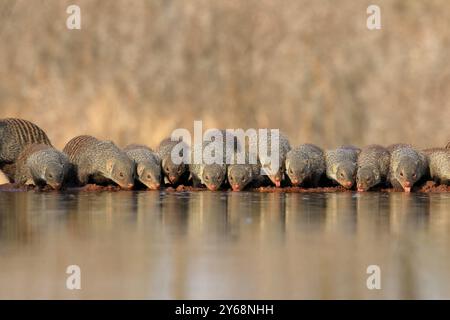 zebramungo (Mungos mungo), Erwachsene, Gruppe, am Wasser, trinken, Kruger-Nationalpark, Kruger-Nationalpark, Kruger-Nationalpark Südafrika Stockfoto