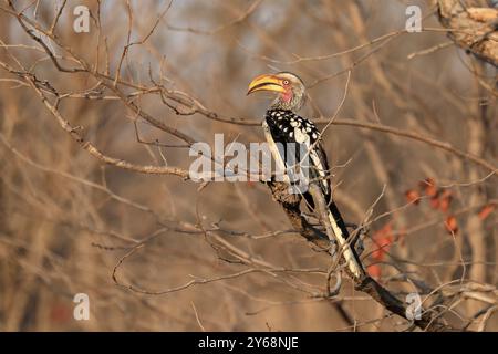 Südlicher Gelbschnabelschnabel, Rotringschnabelschnabel (Tockus leucomelas), Erwachsener, auf Warten, Kruger-Nationalpark, Kruger-Nationalpark, Krüger National Stockfoto